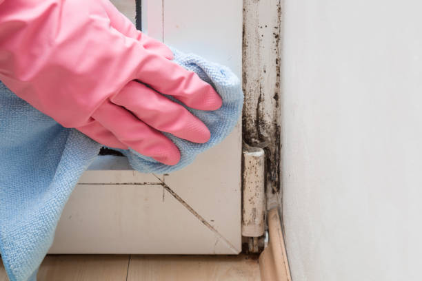 Mold Remediation for Rental Properties